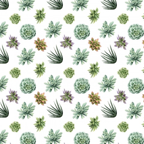 Wild Terrarium Collection G