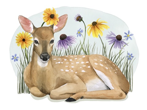 Wild Woodland Collection A