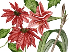 Merry Blossom Collection A