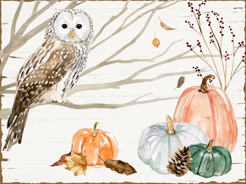 Harvest Owl Collection A