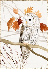 Harvest Owl Collection B