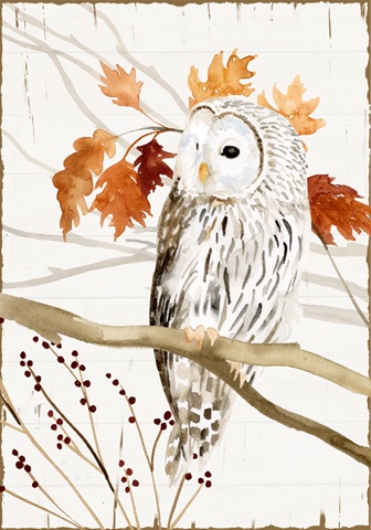 Harvest Owl Collection B