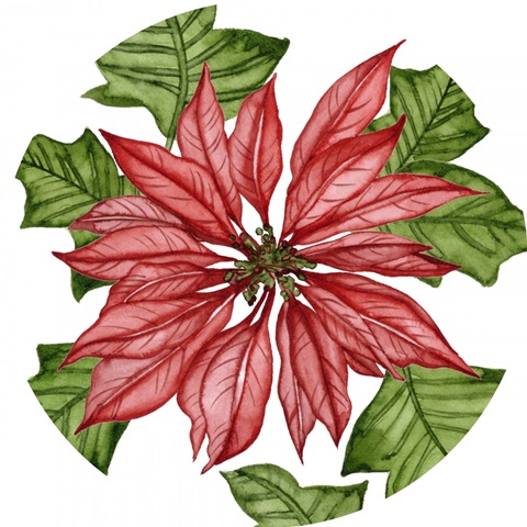 Merry Blossom Collection C