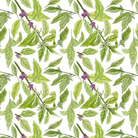 Morning Coffee Collection H