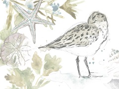 Seaside Sandpipers Collection A