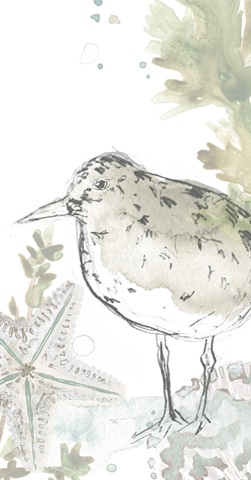 Seaside Sandpipers Collection B