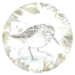 Seaside Sandpipers Collection C
