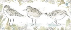 Seaside Sandpipers Collection D