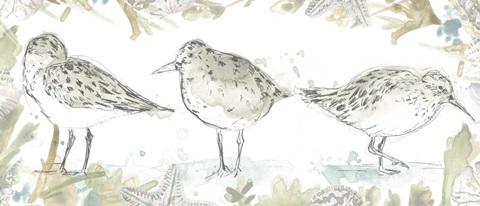 Seaside Sandpipers Collection D