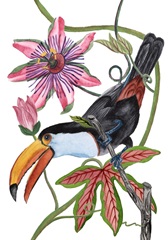 Toco Toucan Collection B