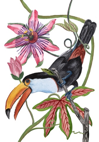 Toco Toucan Collection B