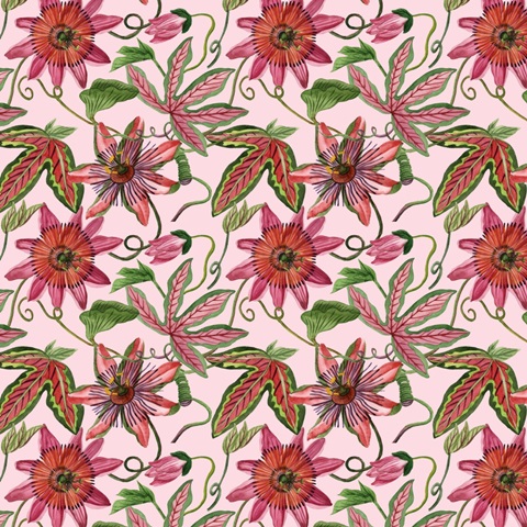 Toco Toucan Collection F