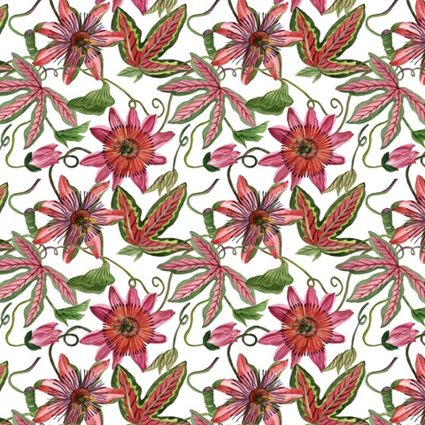 Toco Toucan Collection G