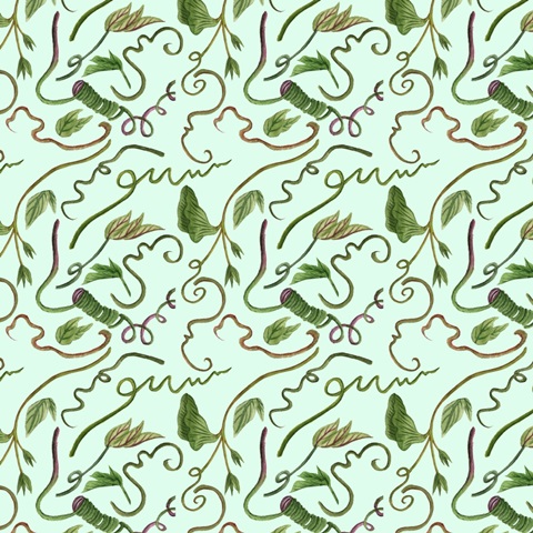 Toco Toucan Collection H