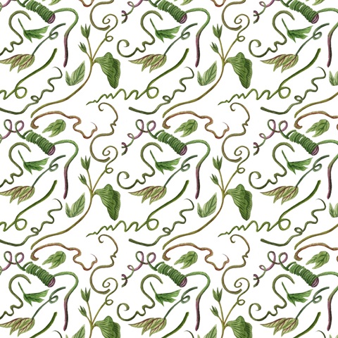 Toco Toucan Collection I