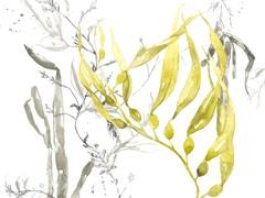 Under Sea Forest Collection A