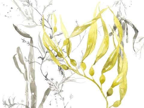 Under Sea Forest Collection A