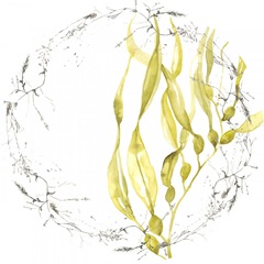 Under Sea Forest Collection C