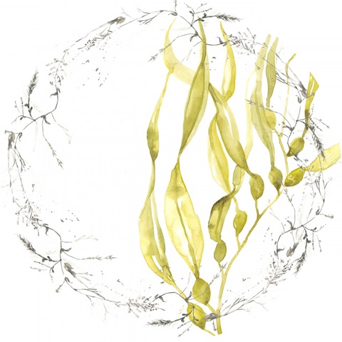 Under Sea Forest Collection C