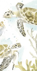 Watercolor Sea Turtle Study Collection B