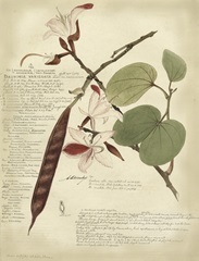 Descube Botanical III