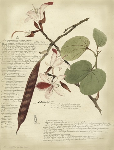 Descube Botanical III