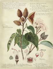 Descube Botanical V