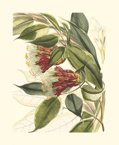 Fantastical Botanical II