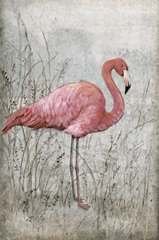 American Flamingo I