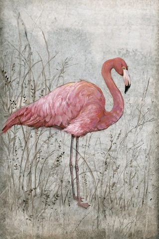 American Flamingo I
