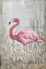 American Flamingo II