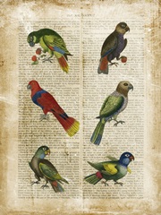 Antiquarian Parrots I