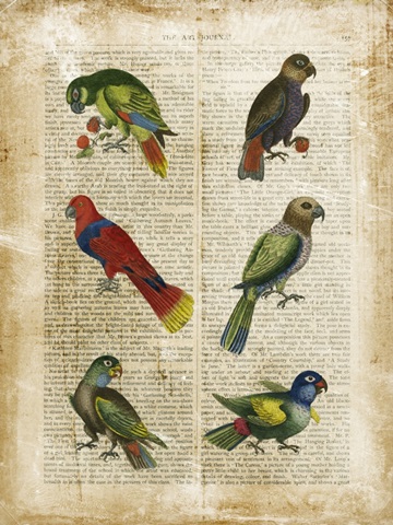 Antiquarian Parrots I