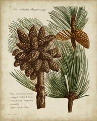 Antique Conifers I