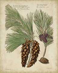Antique Conifers II