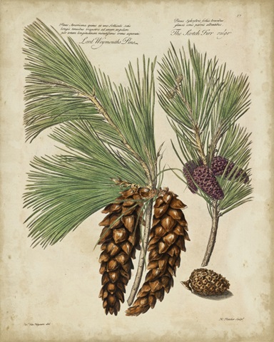 Antique Conifers II