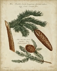 Antique Conifers III
