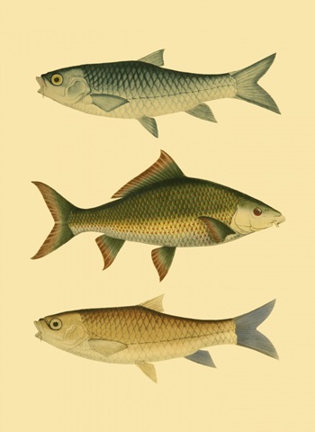 Antique Fish I