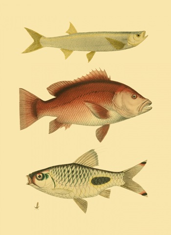 Antique Fish II
