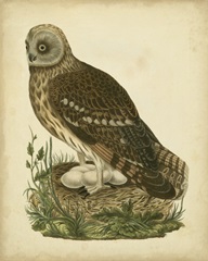 Antique Nozeman Owl I
