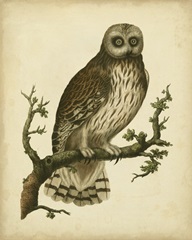 Antique Nozeman Owl II