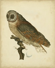 Antique Nozeman Owl IV