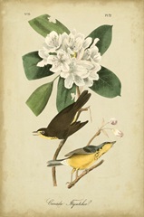 Audubon Canada Flycatcher