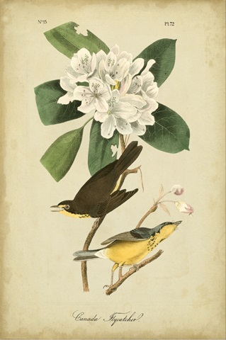 Audubon Canada Flycatcher