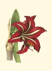 Amaryllis I