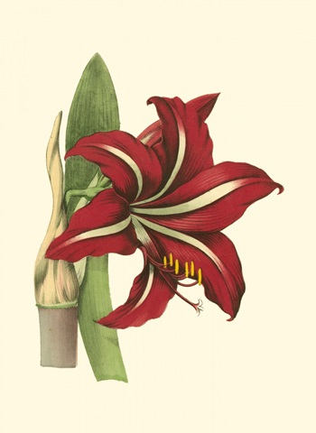 Amaryllis I