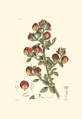 Antique Floral Plate I