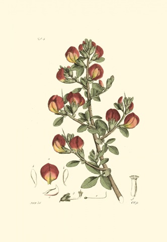 Antique Floral Plate I