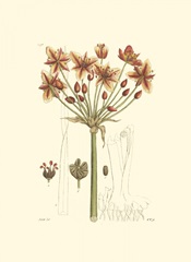 Antique Floral Plate IV