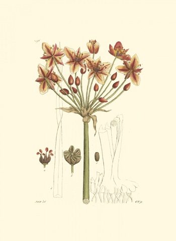 Antique Floral Plate IV